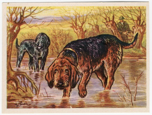 Otterhound 1952 dog - 1952,