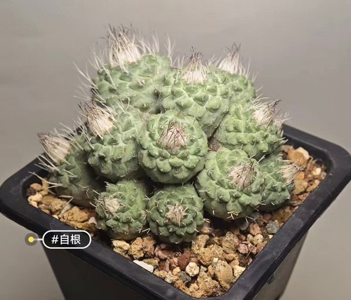 5cm strombocactus - 8.5cm,