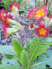 5 x XL Polyanthus Colossea Mix