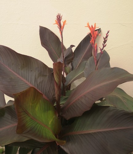 Canna red russian hardy - russian'.,