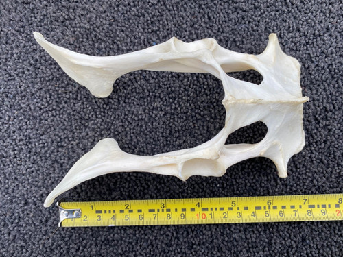 Real roe deer pelvis - real, pelvis,