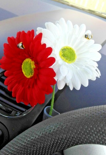 Dashboard daisy flower - flower, for