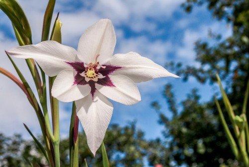 10x acidanthera peacock - acidanthera,