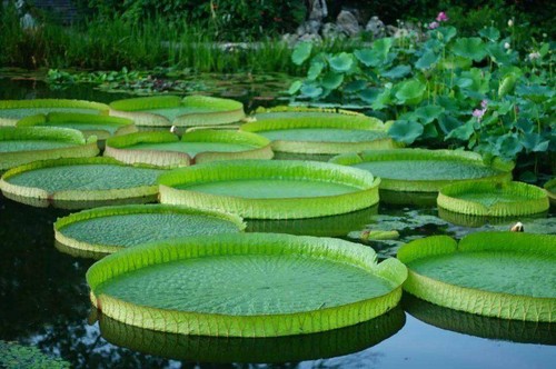 Giant water lily lotus - lily,