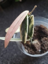 Hoya Lyi Prism JAD 010 2 leaf