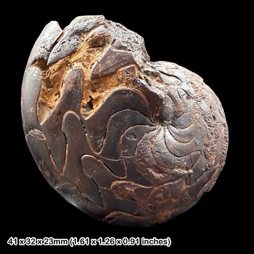 Rare discoclymenia atlantea - rare,
