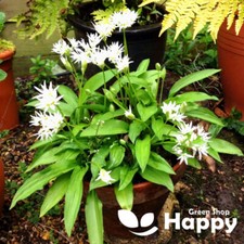 HERB - WILD GARLIC - RAMSONS WOOD BEAR GARLIC - 50 SEEDS - Allium ursinium
