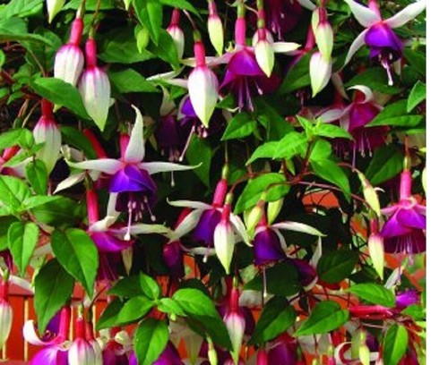 Mix b2 fuchsia - ,