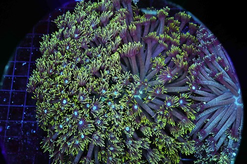 Green goniopora coral colony - goniopora,