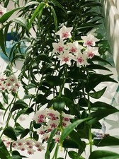 Hoya Bella Potted Rooted