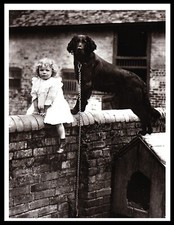 FLAT COATED RETRIEVER DOG AND