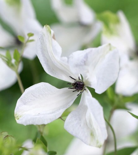 Viticella alba clematis - viticella,