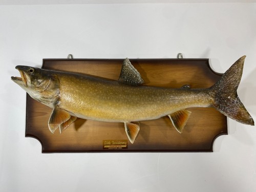 Vintage lake trout - lake, taxidermy