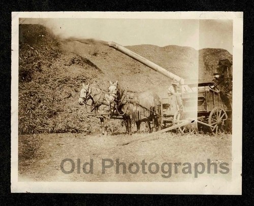 Horse drawn farm equipment - horse,