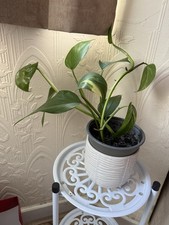 Indian Money Plant Devil Levi Plant Without Ceramic Pot