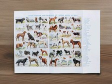Vintage 1940s Pedigree Pet Dog Breeds Lithograph Print Poster  Working Show Dogs