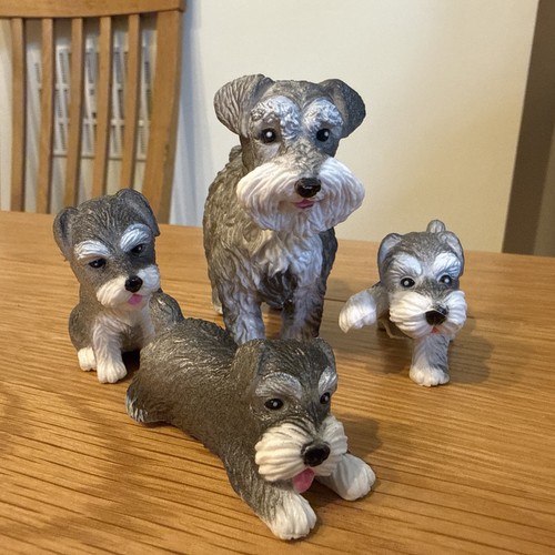 Miniature schnauzer dog - schnauzer,