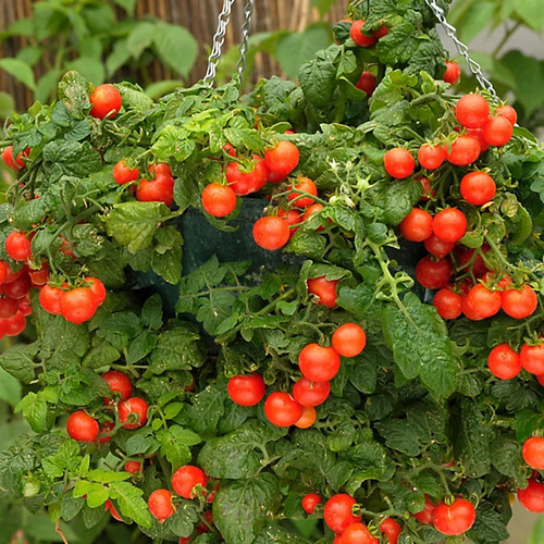 Tomato cherry maskotka - 3x,