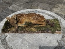 taxidermy baby deer Faun Naturalistic Setting 57cm