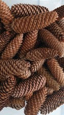 20 Extra Large Pine Fir Cones