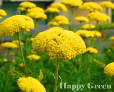 YARROW CLOTH OF GOLD - Achillea Filipendulina -  3100 seeds - Perennial flower