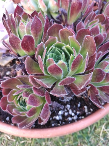 Aeonium cornish tribute 9 cm - aeonium, 'cornish