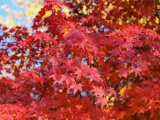 Acer Palmatum 'Japanese Maple' Seeds