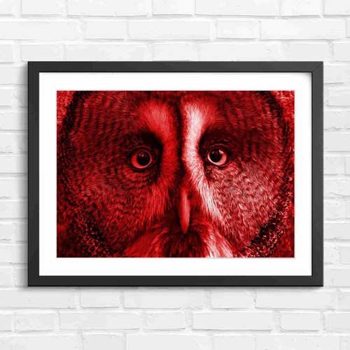 Intense owl portrait face - owl, red