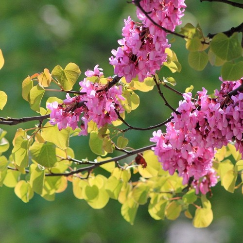 Litre cercis siliquastrum - 2, cercis siliquastrum