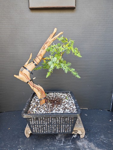 Tanuki needle juniper bonsai - tanuki,