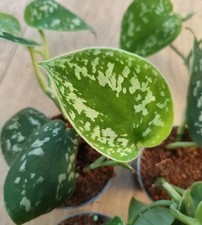 Scindapsus Pictus "Argyraeus"