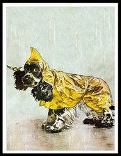 COCKER SPANIEL  IN THE RAIN
