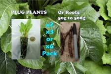 Horseradish Plugs/ Roots Multiple options,  Deep rooting, Vegetable Garden Herb