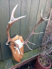 Taxidermy  Red Deer Antlers