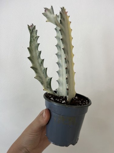 Euphorbia lactea white - lactea, “white