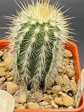 echinocereus russanthus /davis