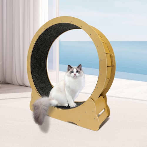 Cat running wheel - running, exercise