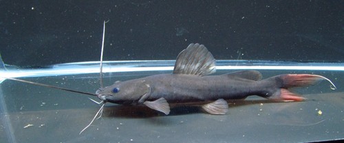 Asian red tail - asian,
