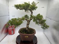 Juniper Bonsai  About 12 years