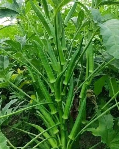 Okra seeds ladies - okra,