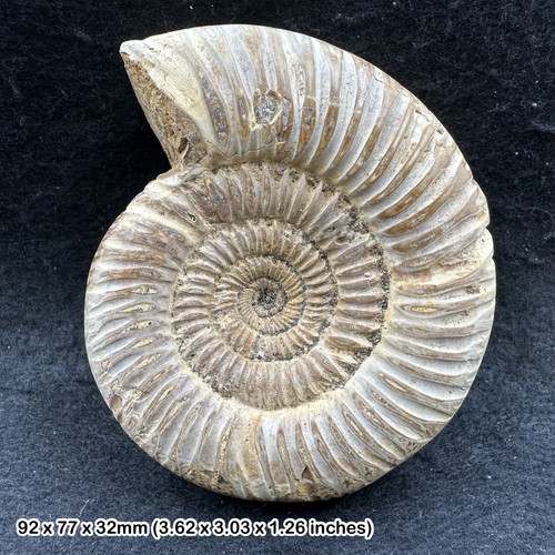 Perisphinctes ammonite fossil - ammonite,