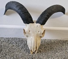Beautiful Ram Skull taxidermy art craft tattoo Curio Sheep Skull film 