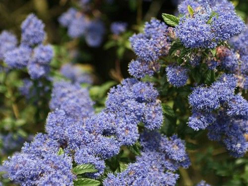 Ceanothus skylark california - skylark,