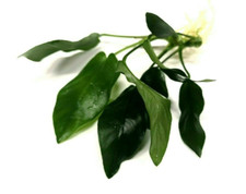 Anubias nana live - anubias, aquarium