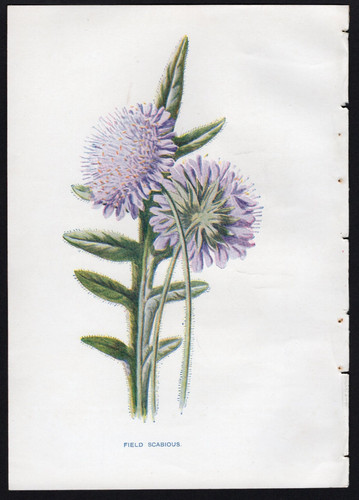 C1902 hulme familiar wild - familiar,