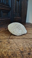 Antique natural withe brain - antique,