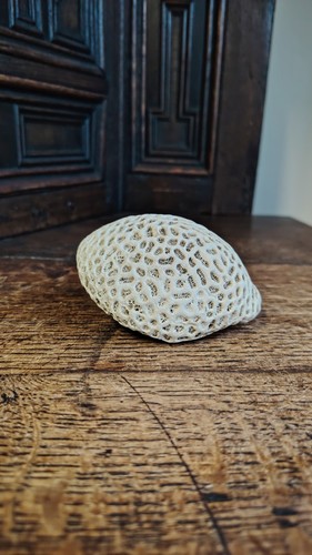 Antique natural withe brain - withe,