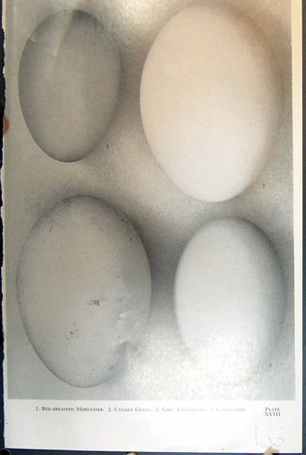 Old birds eggs canada goose - birds,