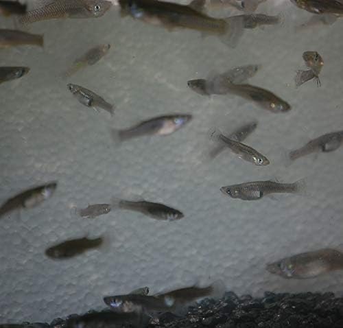 Live gambusia mosquito fish - 15,