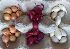 onion sets red/white/brown. 60